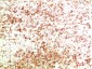 ATG5 mouse Monoclonal Antibody(8B4)